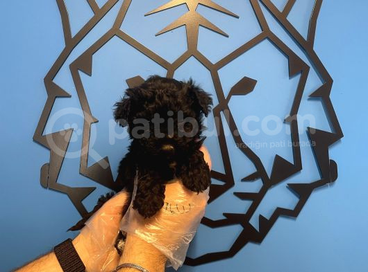 Black Toy Poodle Yavrularimiz