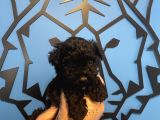 Black Toy Poodle Yavrularimiz