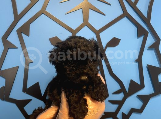 Black Toy Poodle Yavrularimiz görsel