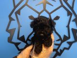 Black Toy Poodle Yavrularimiz