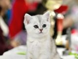 Muhteşem Tonda Silver British Shorthair
