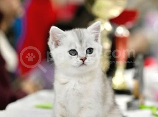 Muhteşem Tonda Silver British Shorthair görsel