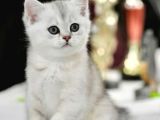 Muhteşem Tonda Silver British Shorthair