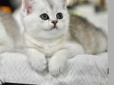 Muhteşem Tonda Silver British Shorthair