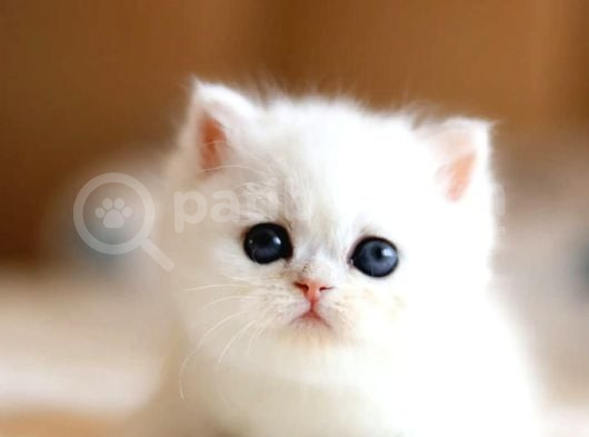 Masmavi Ns1133 British Shorthair görsel