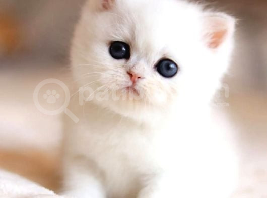 Masmavi Ns1133 British Shorthair