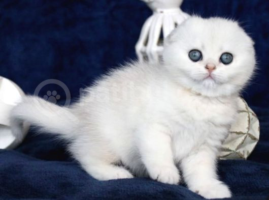 Mavi Boncuğumuz Ns1133 Scottish Fold Shorthair görsel