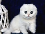 Mavi Boncuğumuz NS1133 Scottish Fold Shorthair
