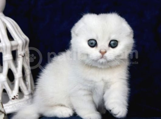 Mavi Boncuğumuz Ns1133 Scottish Fold Shorthair