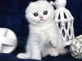Mavi Boncuğumuz Ns1133 Scottish Fold Shorthair