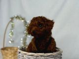 Toy Poodle