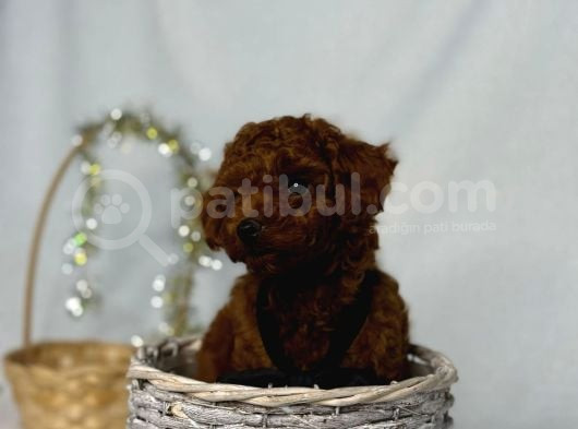 Toy Poodle görsel