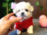 Maltese Terri̇er