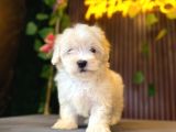 Maltese Terri̇er Yavrulari
