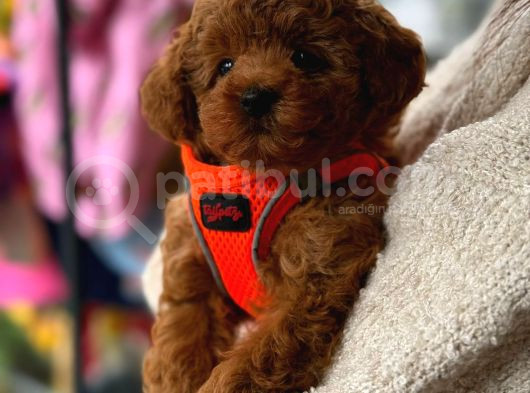 Kaliteden Anlayanlara Orjinal Toy Poodle