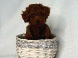 Toy Poodle