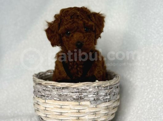Toy Poodle