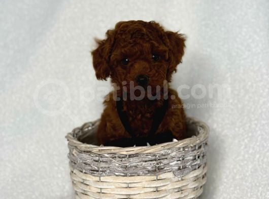 Toy Poodle görsel