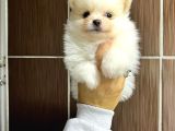 Pomerani̇an Boo Yavrularimiz