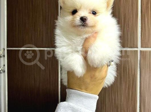 Pomerani̇an Boo Yavrularimiz görsel