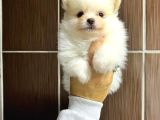 POMERANİAN BOO YAVRULARIMIZ