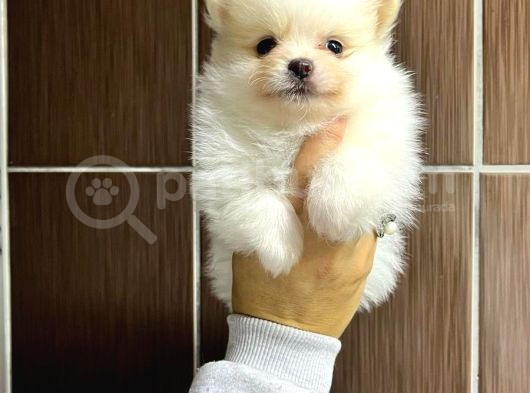 Pomerani̇an Boo Yavrularimiz