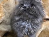 Safkan İranpersi̇an Erkek Üreti̇ci̇ Deği̇li̇z
