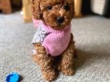 DÜNYA TATLISI TOY POODLE BEBEKLERİM