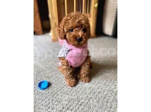 Dünya Tatlisi Toy Poodle Bebekleri̇m