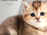 Bebek Surat Golden British Shorthair Ny25
