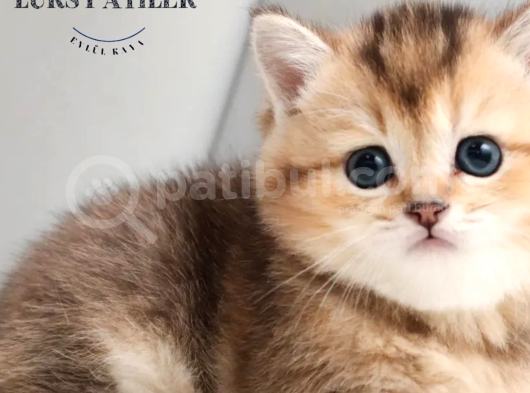 Bebek Surat Golden British Shorthair Ny25 görsel