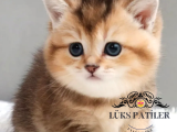 Bebek Surat Golden British Shorthair Ny25