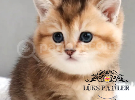 Bebek Surat Golden British Shorthair Ny25 görsel