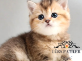 Bebek Surat Golden British Shorthair Ny25