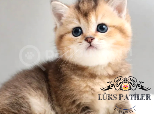 Bebek Surat Golden British Shorthair Ny25 görsel