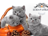 Kardeşler Gri British Shorthair
