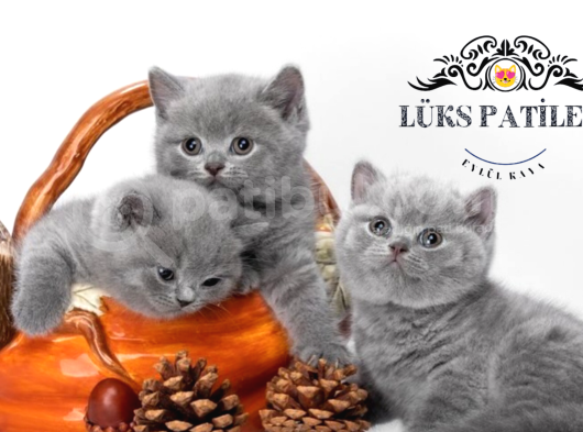 Kardeşler Gri British Shorthair
