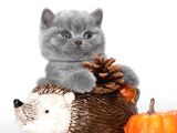 Kardeşler Gri British Shorthair