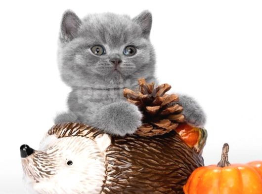 Kardeşler Gri British Shorthair görsel