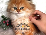 Altın Saçlı Golden Scottish Fold Longhair