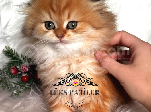 Altın Saçlı Golden Scottish Fold Longhair görsel