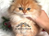 Altın Saçlı Golden Scottish Fold Longhair