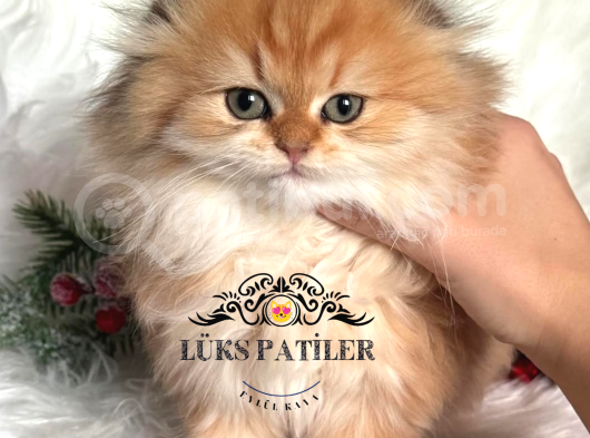 Altın Saçlı Golden Scottish Fold Longhair