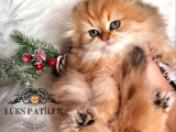 Altın Saçlı Golden Scottish Fold Longhair