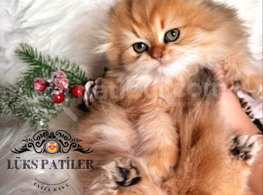Altın Saçlı Golden Scottish Fold Longhair görsel