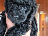 Evimizde Bakılan Orjinal Toy Poodle Yavrular