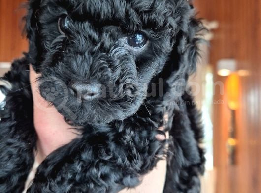 Evimizde Bakılan Orjinal Toy Poodle Yavrular görsel