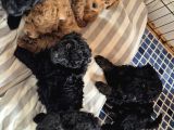 Evimizde Bakılan Orjinal Toy Poodle Yavrular