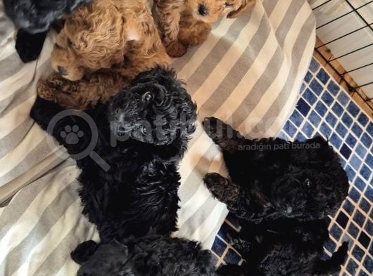 Evimizde Bakılan Orjinal Toy Poodle Yavrular görsel