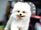 TEDDY BEAR POMERANİAN BOO